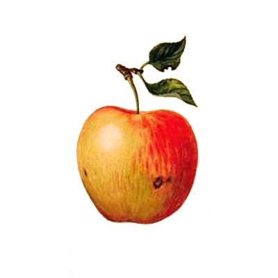 teachers-apple