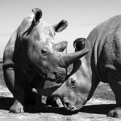 white-rhinos